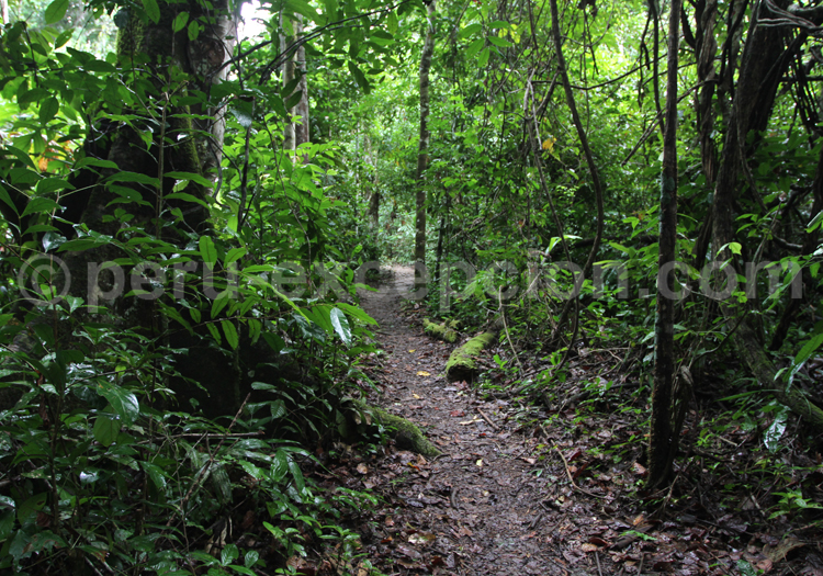 Randonnée réserve nationale Tambopata