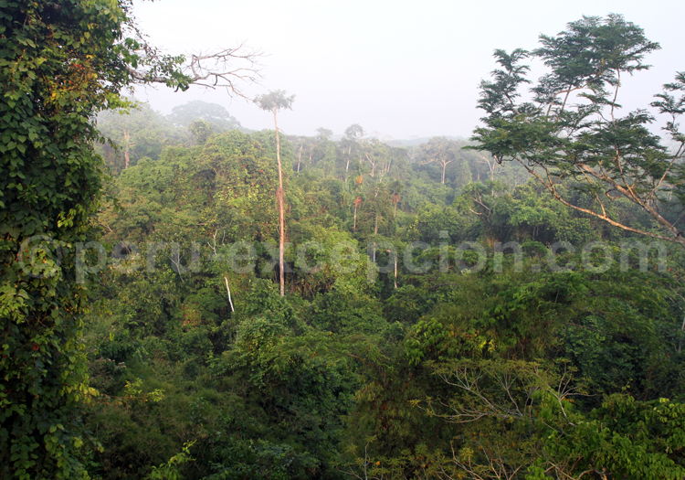 La forêt amazonienne du Pérou