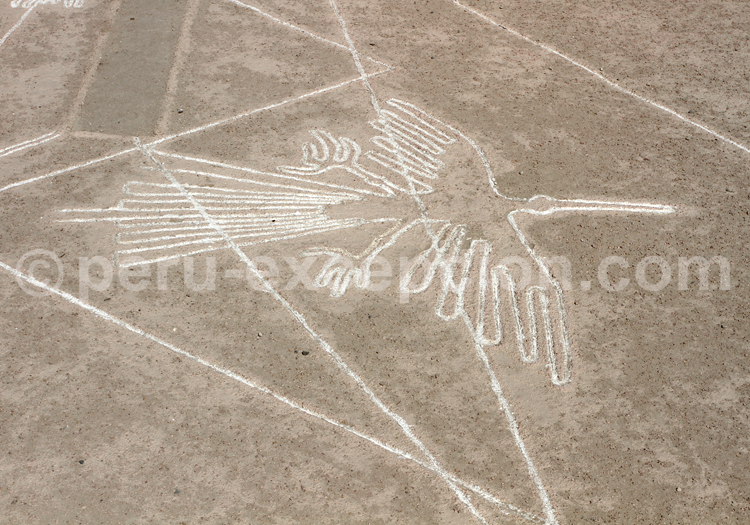 Lignes de Nazca : le Colibri