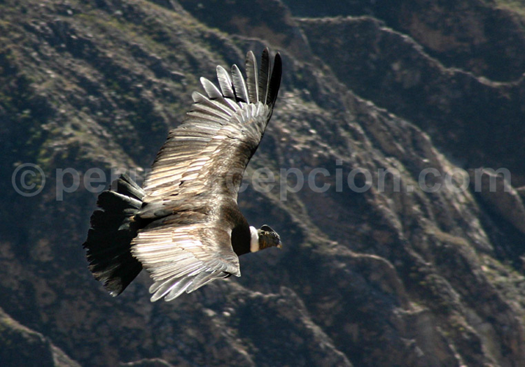 Condor dans les Andes péruviennes
