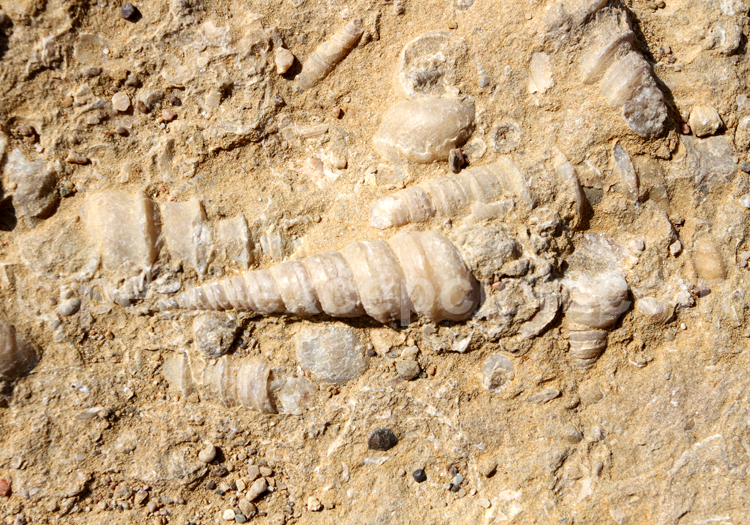 Fossiles de la réserve de Paracas