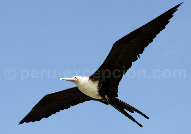 Faune Aviaire Oiseaux Marins Du Pérou