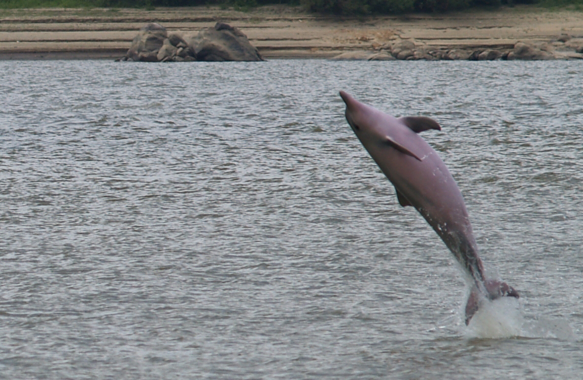 Le dauphin de l’Amazone – Licence CC
