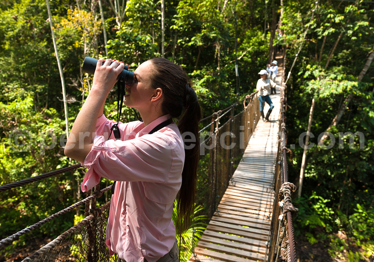 Observation de la forêt amazonienne