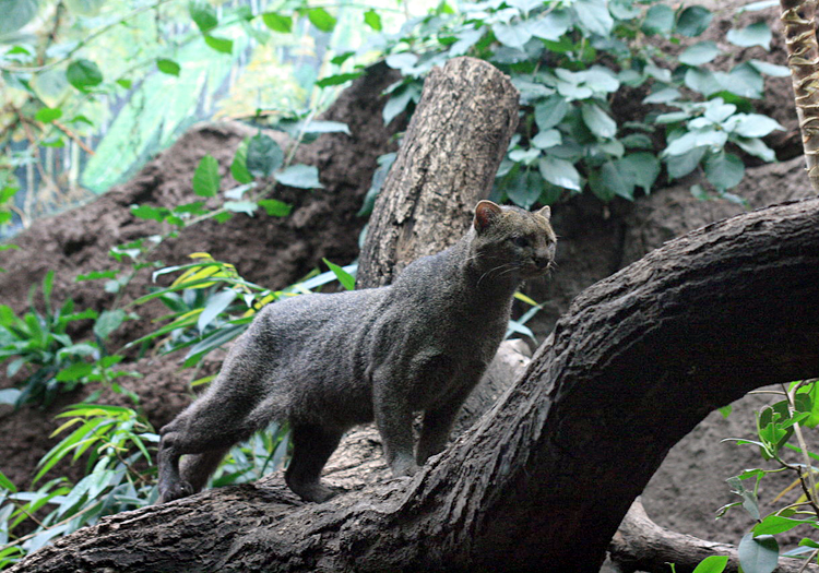 Le Puma Yaguarundi