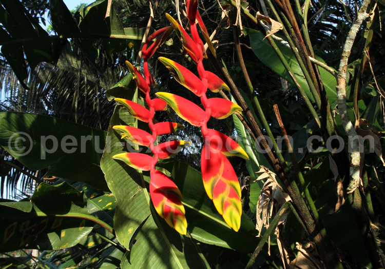 Bec de perroquet, flore du Pérou