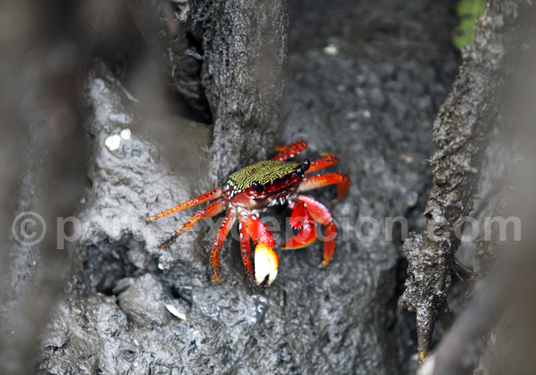 Crabe, côte Pacifique, Pérou