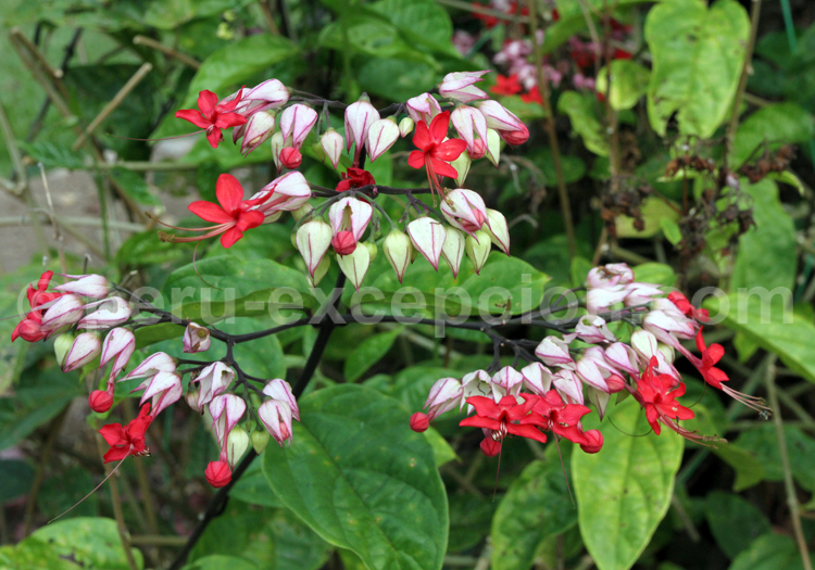 Flore du Pérou
