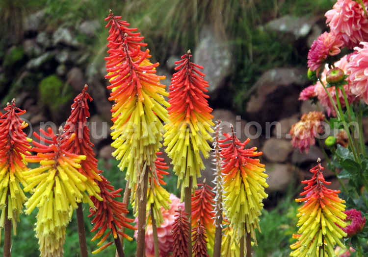 Couleurs flamboyantes, flore du Pérou