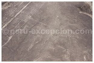 De Nouvelles Lignes Découvertes Sur Le Plateau De Nazca